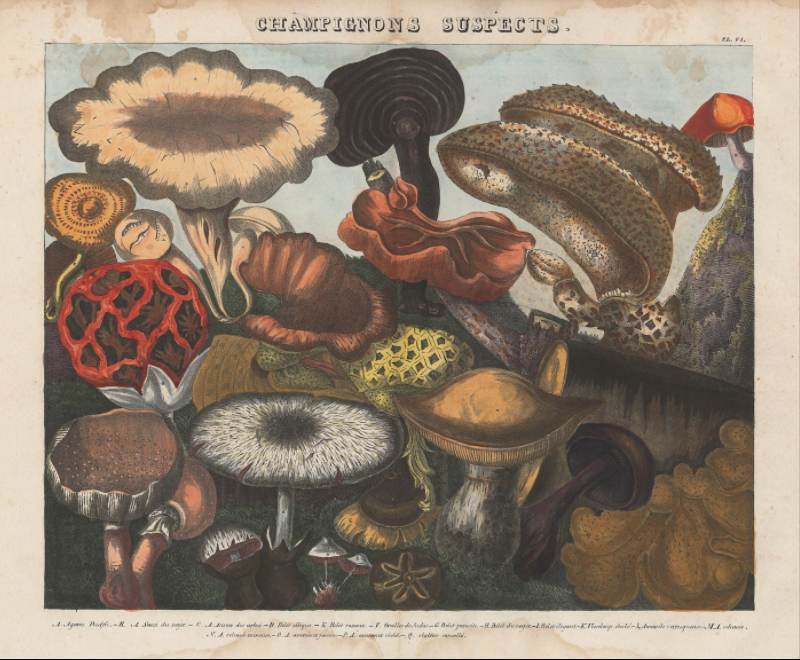 Planche - Champignons vénéneux